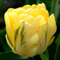 Тюльпан Akebono 