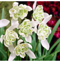Підсніжник Flore Pleno