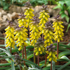 Мускари Golden Fragrance