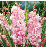 Гладиолус My Love