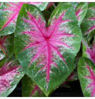 Каладіум Rosebud