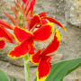 Canna Lucifer