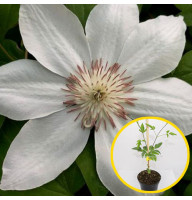 Клематис в горщику Destiny