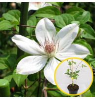 Клематис в горщику Henryi