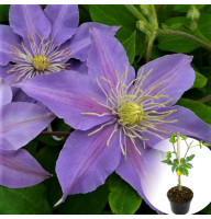 Клематис в горщику Justa