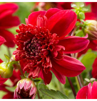 Георгина Inca