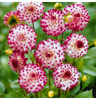 Жоржина Little Robert