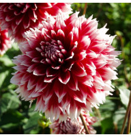 Жоржина Red and White Fubuki