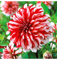 Жоржина Santa Claus US