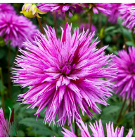 Жоржина Striped Ambition