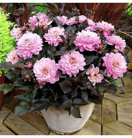 Жоржина Melody Harmony