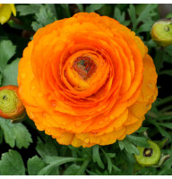 Лютик Ranunculus Aviv Orange