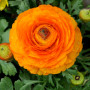 Цибулини Лютик Ranunculus Aviv Orange