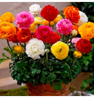 Лютик Ranunculus Tomer Mix