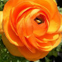 Луковицы Лютик Ranunculus Aviv Picotee Orange