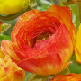 Цибулини Лютик Ranunculus Aviv Picotee Orange