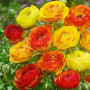 Цибулини Лютик Ranunculus Aviv Picotee Orange