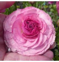 Лютик Ranunculus Aviv Picotee Pink