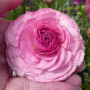 Цибулини Лютик Ranunculus Aviv Picotee Pink