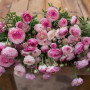 Цибулини Лютик Ranunculus Aviv Picotee Pink
