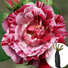 Троянда Ferdinand Pichard