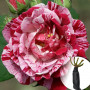 Троянда Ferdinand Pichard (саджанець)