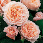 Троянда Polka (саджанець)