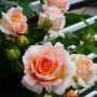 Троянда Polka (саджанець)