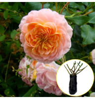 Троянда Polka (Полька 91)