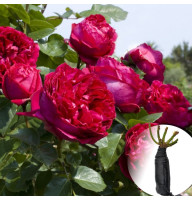 Троянда Red Eden Rose (Ред Еден Роуз)