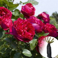 Роза Red Eden Rose