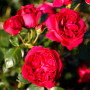 Роза Red Eden Rose (саженец)