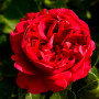 Троянда Red Eden Rose (саджанець)