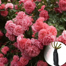 Троянда Rosarium Uetersen