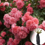 Троянда Rosarium Uetersen (саджанець)