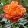 Троянда Westerland (саджанець)