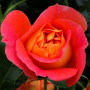 Троянда Gebruder Grimm (саджанець)