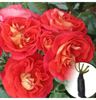 Роза Gebruder Grimm (Брати Грим)