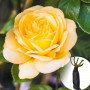 Троянда Arthur Bell (саджанець)
