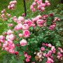 Троянда Pomponella (саджанець)