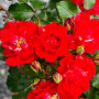 Троянда Rotilia (саджанець)