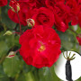 Троянда Rotilia (саджанець)