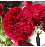 Троянда Rotkappchen (Роткепхен)