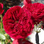 Троянда Rotkappchen (саджанець)