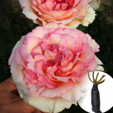 Роза Souvenir de Baden-Baden