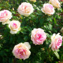 Троянда Souvenir de Baden-Baden (саджанець)