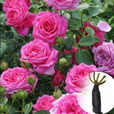 Троянда Chaplin's Pink