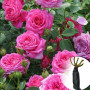 Троянда Chaplin's Pink (саджанець)