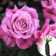 Троянда Climbing Violette Parfume
