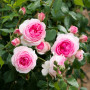 Троянда Eden Rose (саджанець)